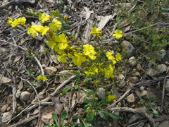 Hibbertia virgata