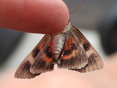 Catocala ultronia