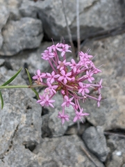 Centranthus lecoqii