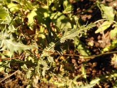Carduus defloratus