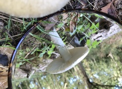 Amanita phalloides
