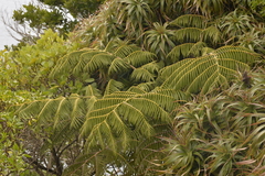 Cyathea macarthurii