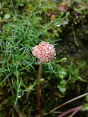 Lecanthus peduncularis