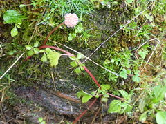 Lecanthus peduncularis