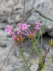 Centranthus lecoqii