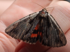 Catocala ultronia