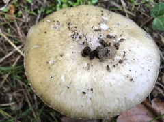 Amanita phalloides