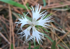 Dianthus hyssopifolius