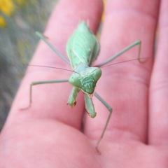 Stagmomantis