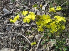 Hibbertia virgata