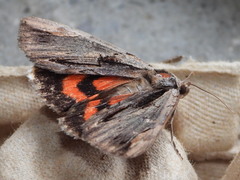 Catocala ultronia