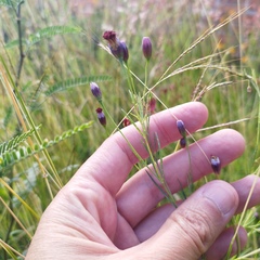 Porophyllum coloratum