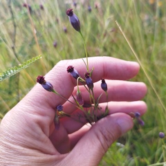 Porophyllum coloratum