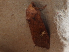Amphipoea
