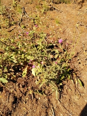 Carduus defloratus