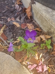 Viola tricolor