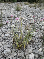 Centranthus lecoqii