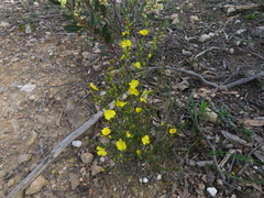 Hibbertia virgata