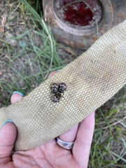 Orsilochides guttata