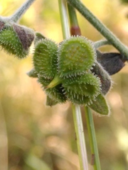 Cynoglossum officinale