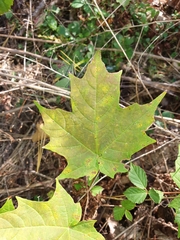 Acer saccharum