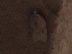 Agonopterix canadensis