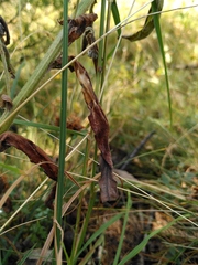 Cynoglossum officinale