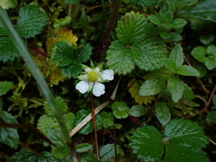 Fragaria hayatae