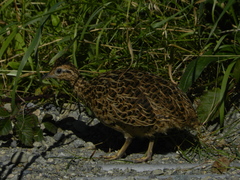 Nothoprocta perdicaria