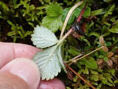 Fragaria hayatae
