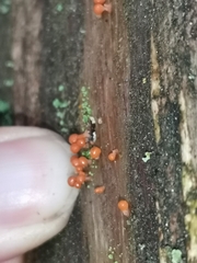 Hemitrichia decipiens