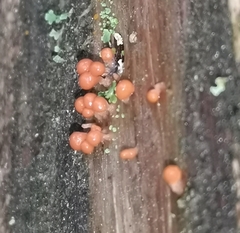 Hemitrichia decipiens