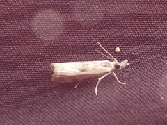 Microcrambus