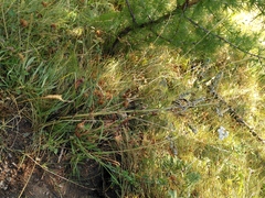 Cynoglossum officinale