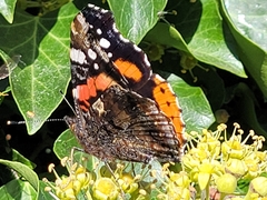 Vanessa atalanta