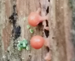 Hemitrichia decipiens