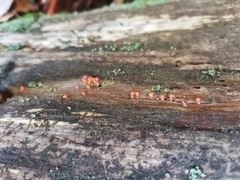 Hemitrichia decipiens