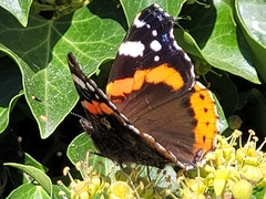 Vanessa atalanta