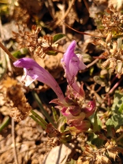 Scutellaria alpina