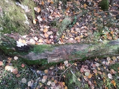 Hemitrichia decipiens