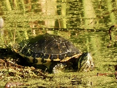 Trachemys venusta