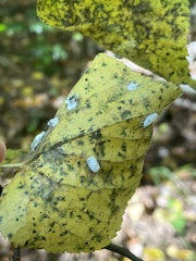 Pulvinaria hydrangeae