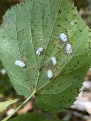 Pulvinaria hydrangeae