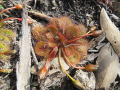 Drosera whittakeri