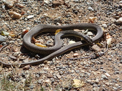 Malpolon monspessulanus