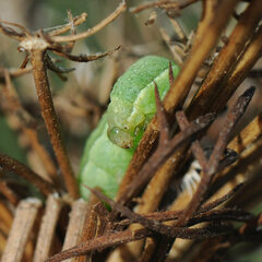 Phlogophora meticulosa