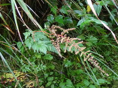 Astilbe longicarpa