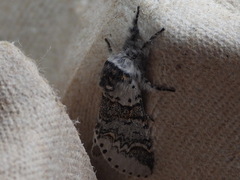 Furcula occidentalis