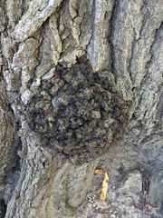 Agrobacterium radiobacter