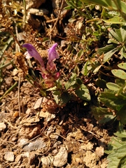 Scutellaria alpina